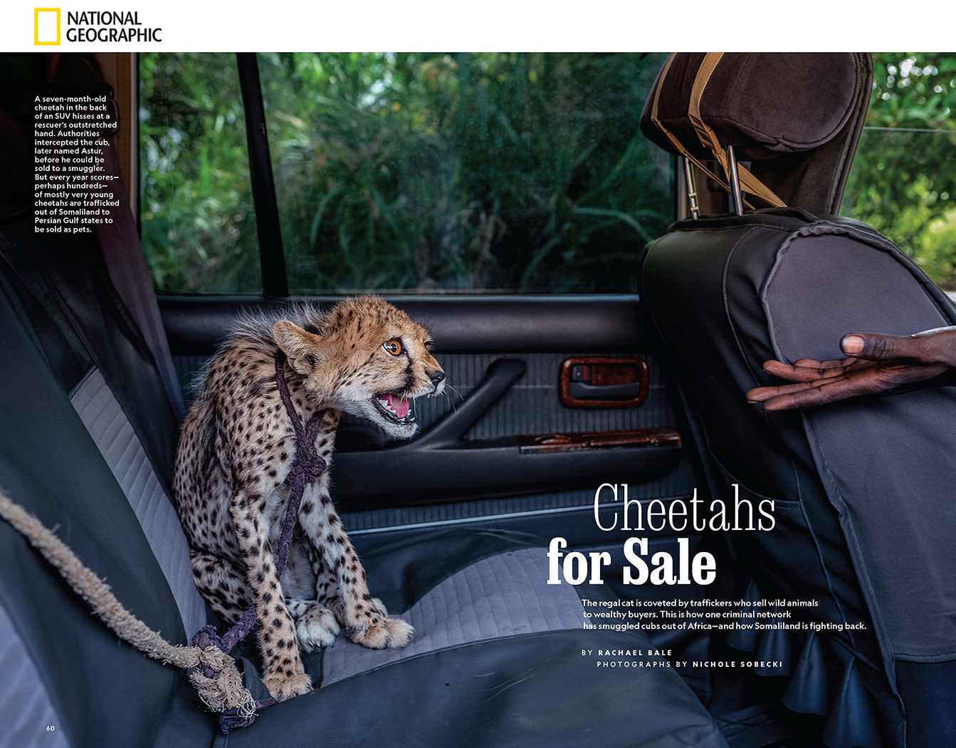 “Cheetahs for Sale,” photograph by Nichole Sobecki, September